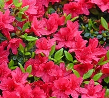 Azalia japońska Gislinde Azalea japonicum 1l