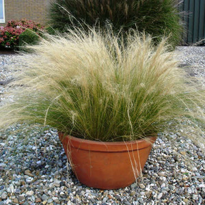 Ostnica mocna Pony Tails Stipa Tenuissima 0,5l