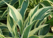 Funkia Lakeside Dragonfly Hosta