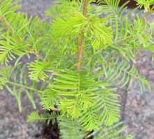 Metasekwoja Chińska Metasequoia glyptostroboides1l