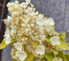 Hortensja bukietowa Dharuma Hydrangea paniculata 1l