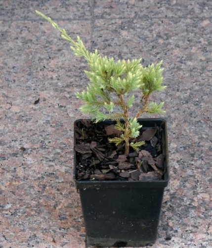 Jałowiec łuskowaty Holger Juniperus Squamata 1l