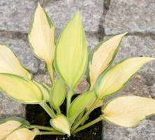 Funkia Orange Marmalade Hosta 1l