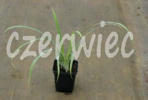 Turzyca Bunny Blue Carex laxiculmis 9