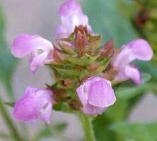 Głowienka Wielkokwiatowa Rubra Prunella Grandiflora 9