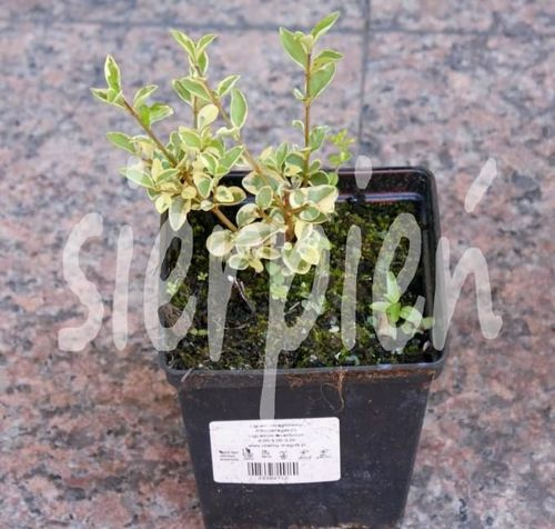 Ligustr okrągłolistny Albovariegatum Ligustrum ovalifolium 9-1l