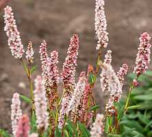 Rdest Darjeeling Red Persicaria affinis 1l