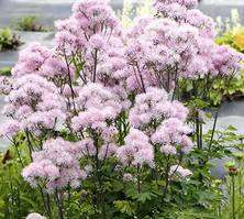 Rutewka Orlikolistna Nimbus Pink Thalictrum Aqulegiifolium 1l