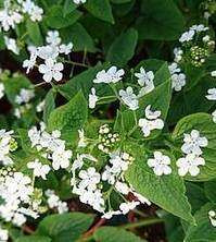 Brunnera Wielkolistna Betty Bowring Brunnera Macrophylla 1l