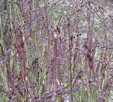 Proso Rózgowe Shenandoah Panicum Virgatum 9