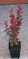 Berberys Thunberga Hot Chocolate Berberis Thunbergii 9-1l