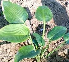 Funkia True Blue Hosta 1-2l