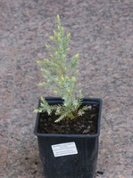 Jałowiec łuskowaty Holger Juniperus Squamata 1l