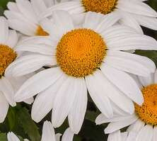 Złocień wielki Snow Cap Leucanthemum Superbum 1l