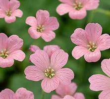 Bodziszek Endressa Wargrave Pink Geranium endressii 9