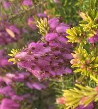 Wrzosiec wiosenny Pink Spangles Erica carnea 9