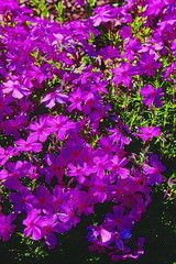 Floks szydlasty Red Wings Phlox Subulata 9