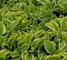 Funkia Pilgrim Hosta  1l