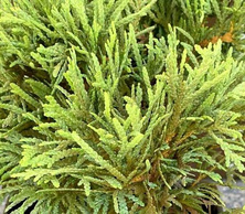 Żywotnik Zachodni Little Gem Thuja Occidentalis 2-3l 