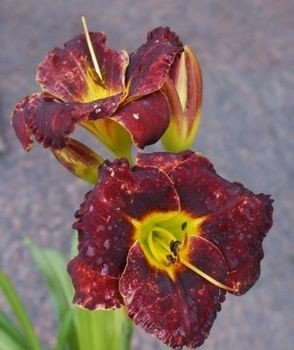 Liliowiec Bela Lugosi Hemerocallis 2-3l