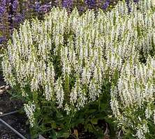 Szałwia omszona Alba (Adrian) Salvia nemorosa 9