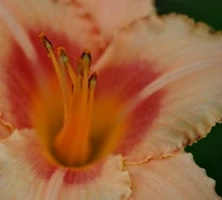 Liliowiec Strawberry Swirl Hemerocallis hybrida1l