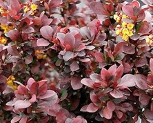 Berberys Thunberga Concorde Berberis Thunbergii 1l