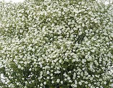 Gipsówka Wiechowata Festival White Flare Gypsophila Paniculata 1l