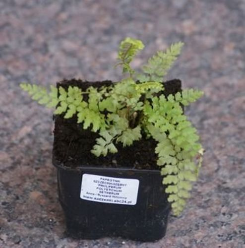 Paprotnik Szczecinkozębny Herrenhausen  Polystichum Setiferum