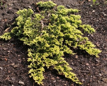 Jałowiec płożący Golden Carpet Juniperus horizontalis 9