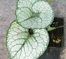 Brunnera wielkolistna Sea Heart Brunnera Macrophylla 1l