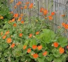 Kuklik Borisii Strain Geum Coccineum