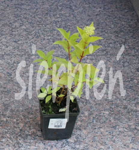 Hortensja bukietowa Limelight Hydrangea paniculata 1l