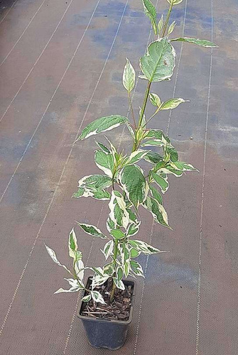 Dereń Biały Sibirica Variegata Cornus alba 1l