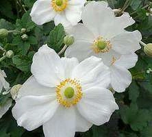 Zawilec Japoński Honorine Jobert Anemone Hupehensis 9