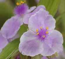 Trzykrotka Andersona Pink Chablis Tradescantia Andersoniana 9