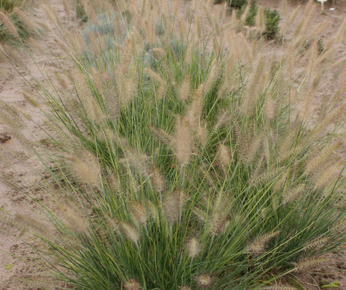 Rozplenica japońska Hamelen Pennisetum Alopecuroides 9