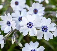 Floks Szydlasty Bavaria Phlox subulata 9