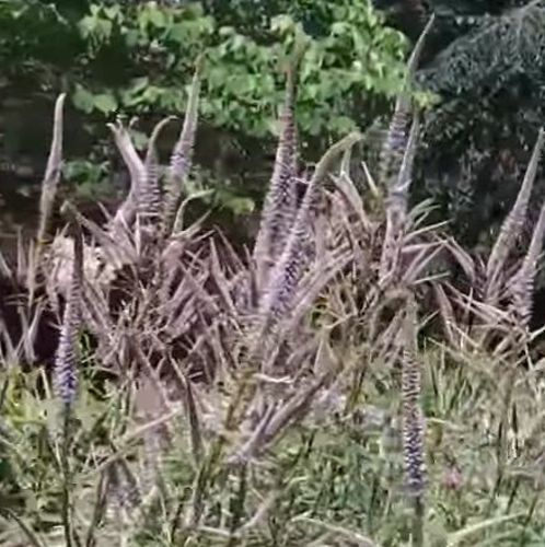 Przetacznikowiec Fascination Veronicastrum Virginicum 0,5l-2l