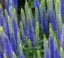 Przetacznik Kłosowy Ulster Blue Dwarf Veronica Spicata 9