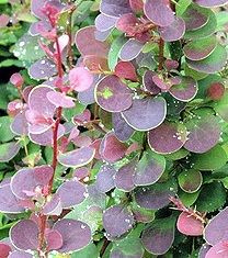 Berberys Thunberga Carlo Berberis Thunbergii 9-1l