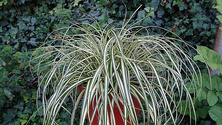 Turzyca oszimska Maxigold Carex oshimensis 1l