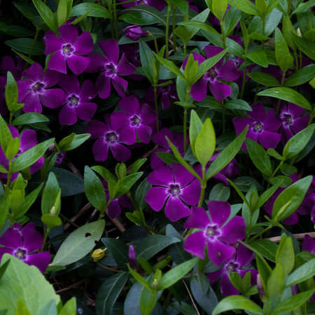 Barwinek pospolity Atropurpurea Vinca Minor 9