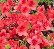 Azalia japońska Red Fountain Azalea japonicum 1l