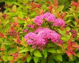 Tawuła japońska Magic Carpet Spiraea japonica 9