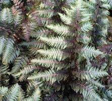 Wietlica japońska Pewter Lace Athyrium Niponicum