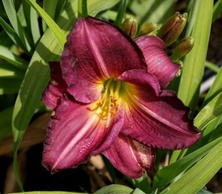 Liliowiec Siloam Royal Prince Hemerocallis hybrida1l