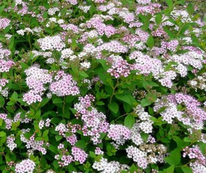 Tawuła japońska Little Princess Spiraea japonica 9-1l