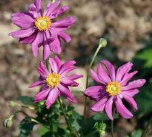 Zawilec Japoński Prinz Heinrich Anemone Hupehensis 9