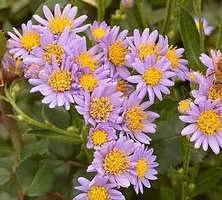 Aster tatarski Jindai Aster tataricus 1l